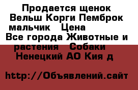 Продается щенок Вельш Корги Пемброк мальчик › Цена ­ 65 000 - Все города Животные и растения » Собаки   . Ненецкий АО,Кия д.